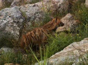 Şırnak'ta çizgili sırtlan görüntülendi