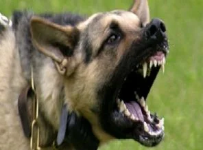 21 kişiyi hastanelik eden köpek kuduz çıktı