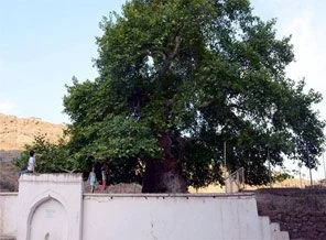 500 yıllık çınar dimdik ayakta