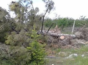 Bakırköy Belediyesi'nden fırtınada devrilen ağaç için duyuru
