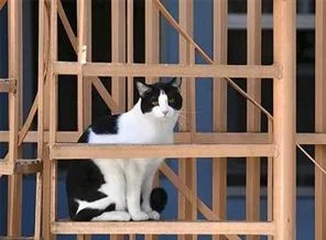 Başkan adayı kedi