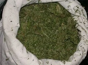 Bir günde 40 ton esrar imha edildi