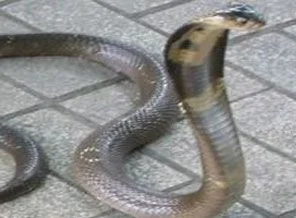 Eve giren yılan hastanelik etti