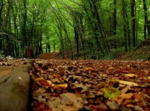 Gezi Parkı eylemi Belgrad Ormanı'nı da kurtardı