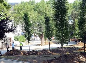 Gezi Parkı'na 100 yetişkin ağaç dikildi