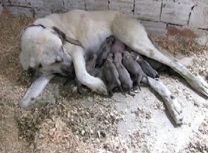 Kangal köpeği, 20 yavru doğurdu