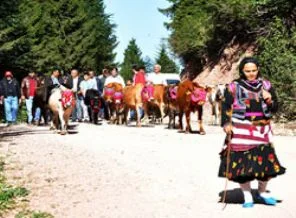 Karadeniz'de yayla göçleri başladı