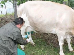 Kars'ta hayvan pazarları kapatıldı
