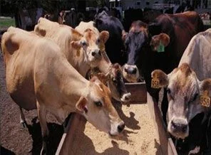 Kırsala yatırım yap yüzde 50 hibeyi kap