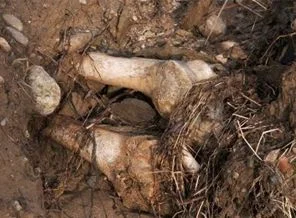 Kızıltepe'de insana ait kemiklere ulaşıldı