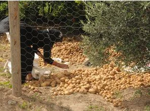 Patates için öldüler