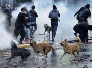 Polis müdahalesinin 'diğer' bilançosu