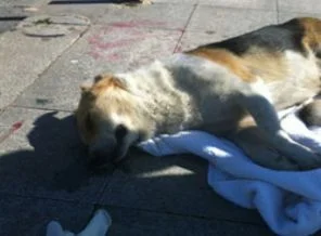 Sen misin İsmet Berkan'ın köpeğine havlayan!