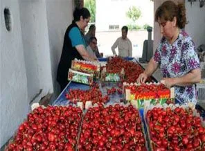 Türk kirazı dünya liderliğine oynuyor