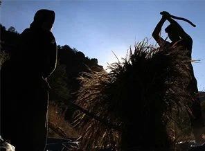 Türkiye tahıl veriminde rekor düzeye ulaştı
