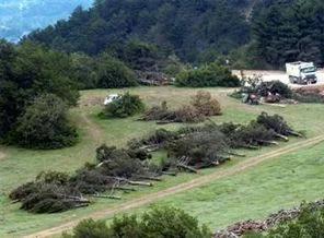 Yol için ağaçlar kesildi