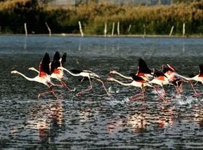 200'den fazla kuş türünü barındıran göl avlanma sahası ilan edildi!