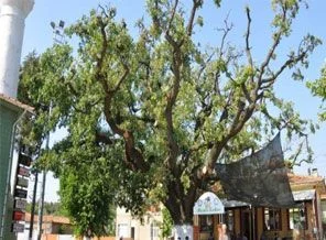 305 yıllık meşe ağacı anıt olarak tescillendi