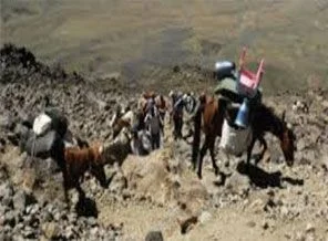 Ağrı Dağı'nda en zor görev katırların