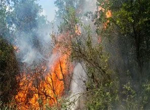 Antalya'da orman yangını