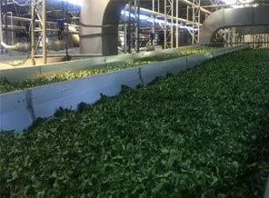Çay fabrikasında yangın