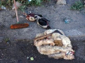 Erzurum'da kaçak et operasyonu