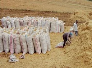 Hasat, samanın ateşini düşürdü