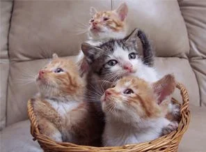 Kedi alerjisinin sebebi keşfedildi