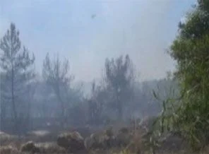 Kocaeli'de orman yangını