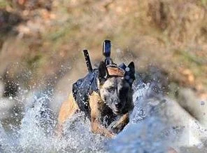 Köpeklere özel Google Glass