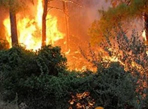 Manavgat'ta orman yangını: Evler boşaltılıyor