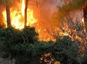 ODTÜ arazisinde yangın çıktı