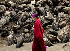Ölülerini akbabalara yediriyorlar (Foto Galeri)