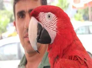 Orantısız sevgi papağanı dilinden etti