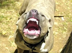 Pitbull dehşeti!