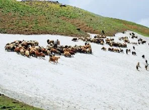 Sıcaktan bunalan koyunlara kar banyosu