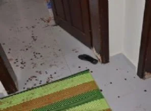Sınırdan gelen şahıslar ev sahibini yaraladı