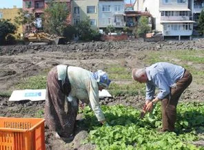 Tarihi Yedikule bostanları yok ediliyor
