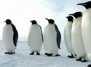 Televizyonlar bu kez 'penguen' yayınlamadı