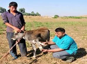 5 ayaklı buzağı ilgi odağı oldu