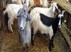 Bayramda kurban fiyatları ne kadar olacak?