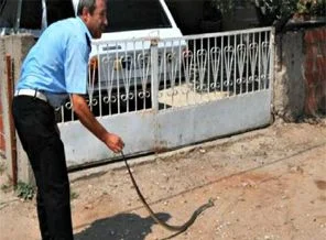Belediye, sözleşmeli yılan yakalayıcısı arıyor