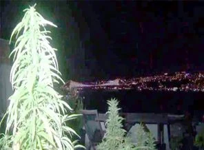 Boğaz manzaralı kenevir tarlası!