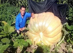 Bu meyve vinç yardımıyla taşınacak