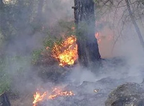 Büyükada'da yangın
