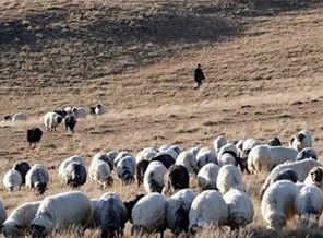 Ermenistan sınırında öldürülen çoban komşu karakola saldırmış!