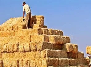 Geçen yıl altın değerindeki saman tarlada kaldı