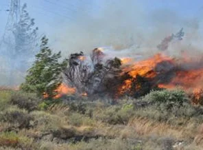 Hatay'da orman yangını