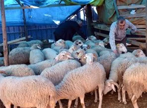 Kurban Bayramı için hayvan ithalatı yok