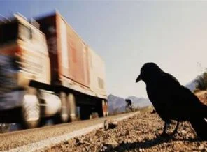 Kuşlar araçların kaç km hız yaptığını biliyor!